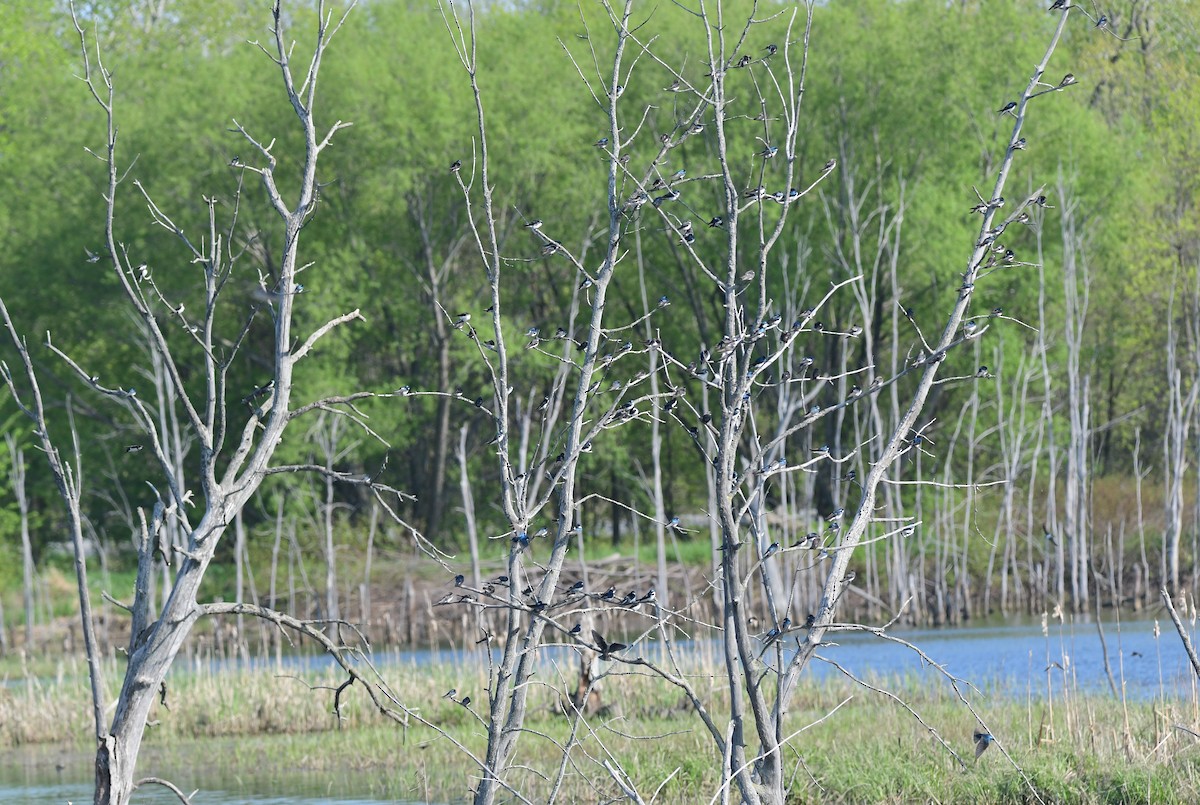 Tree Swallow - ML576945211