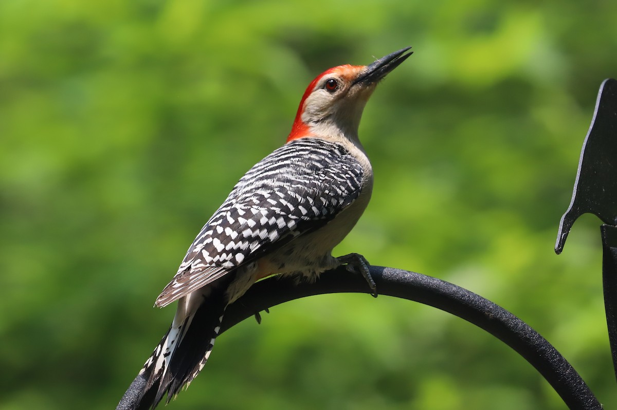 Red-bellied Woodpecker - ML576945561