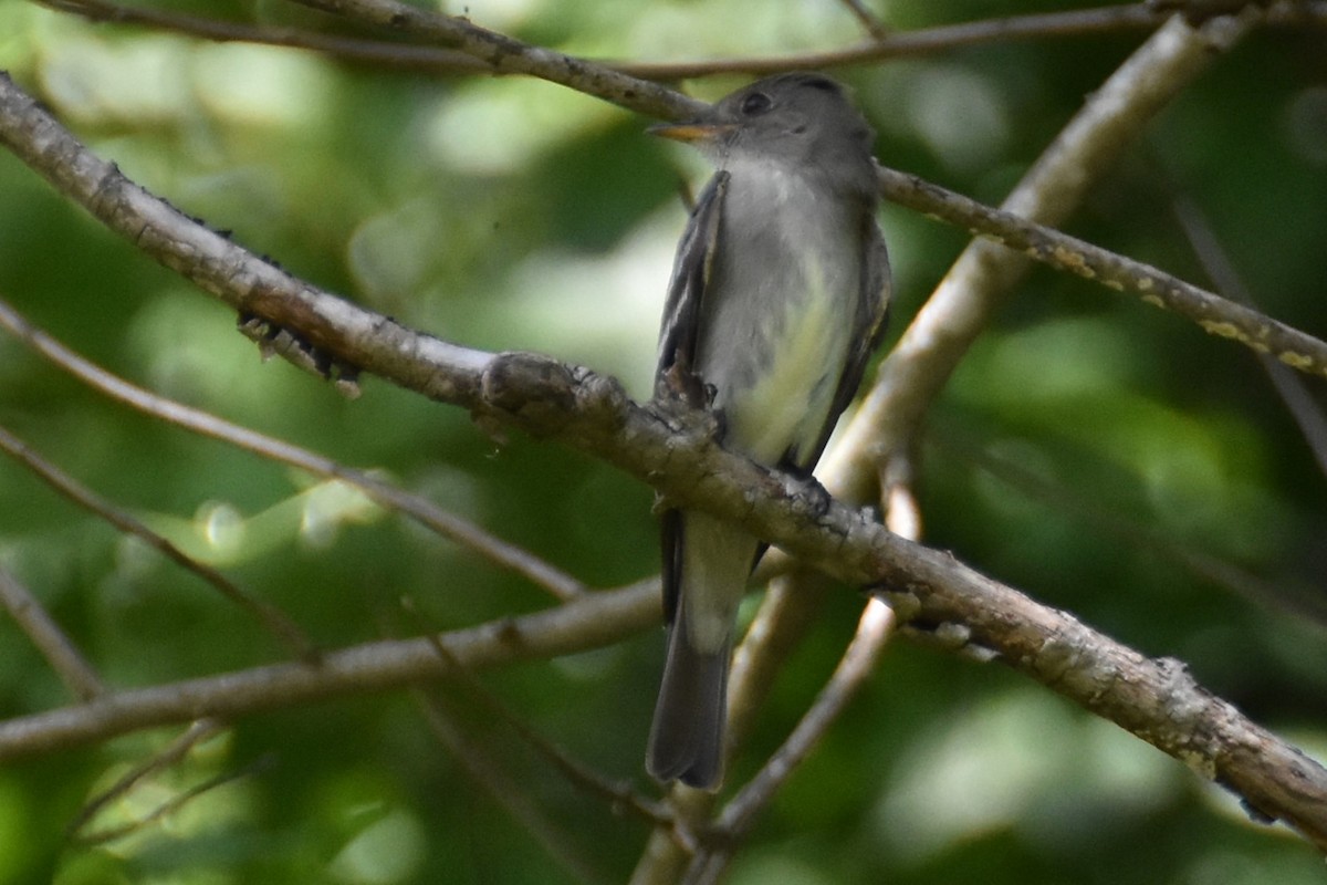 Eastern Wood-Pewee - ML576945641