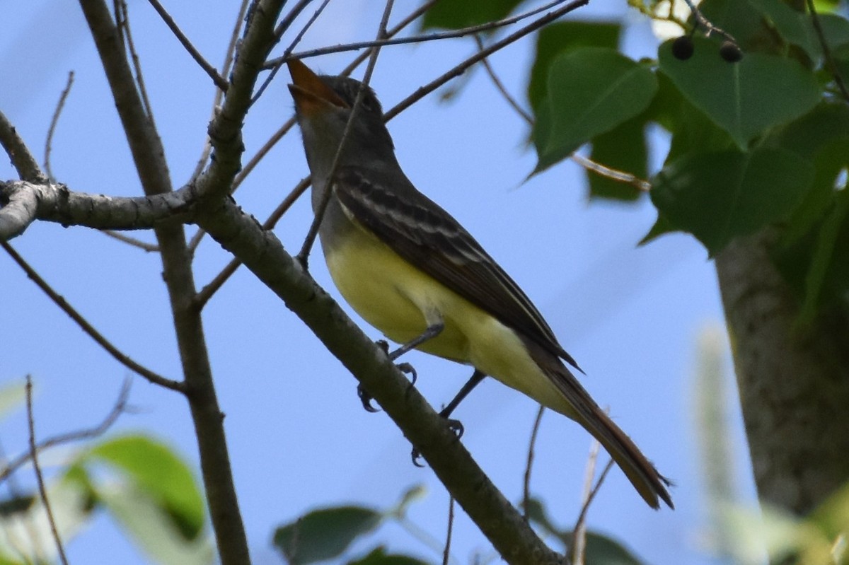 Great Crested Flycatcher - ML576945661
