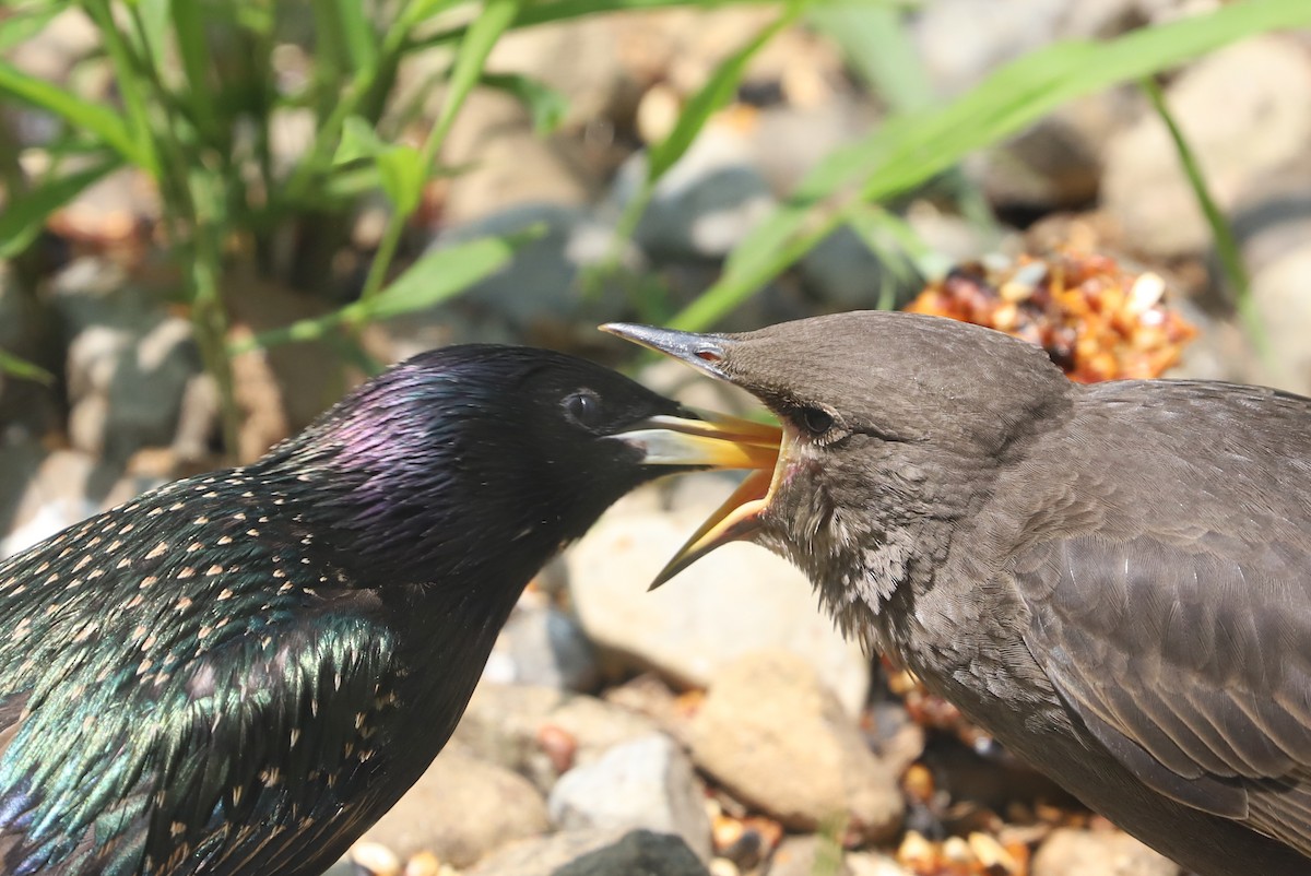 European Starling - ML576945671