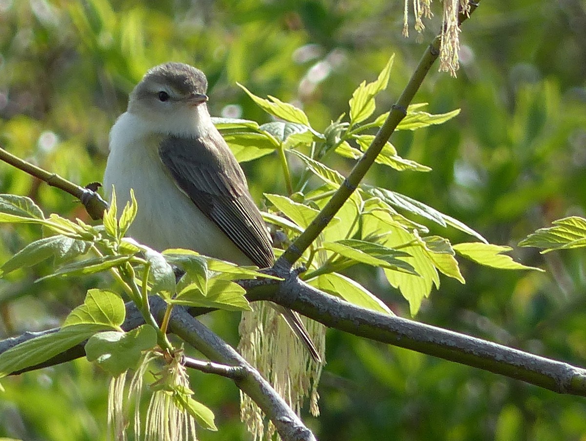 Warbling Vireo - ML576945841