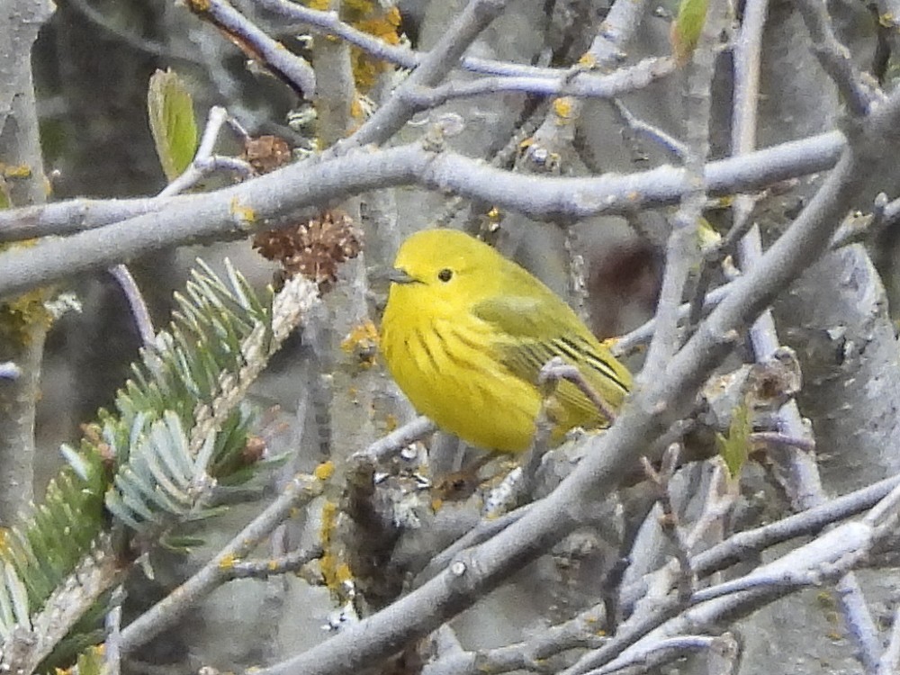 Yellow Warbler - Eleanor H Sarren