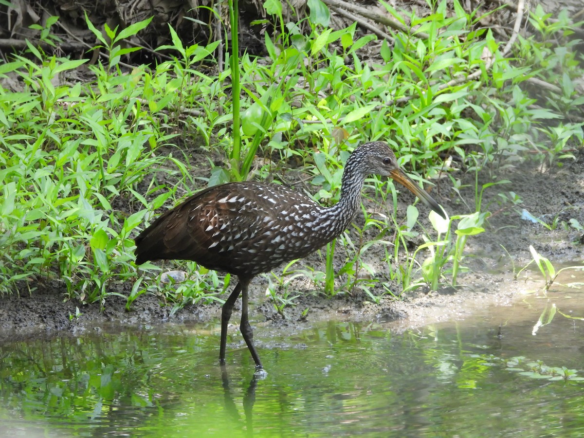 Limpkin - Cindy Franklin