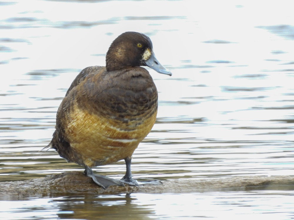 Greater Scaup - ML576946191