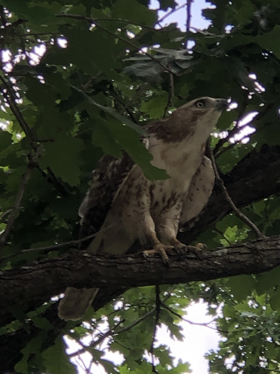 Red-tailed Hawk - ML576946461