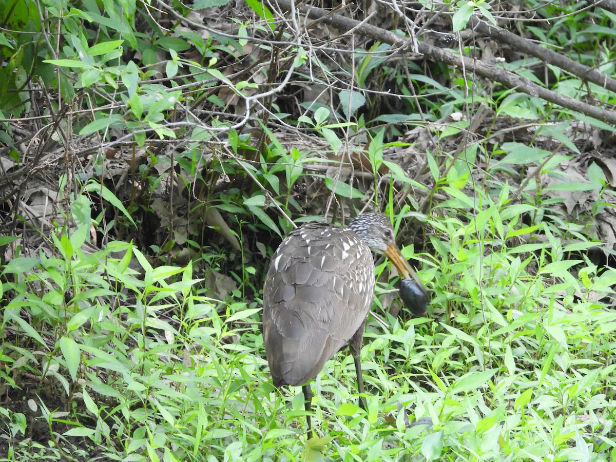 Limpkin - Cindy Franklin