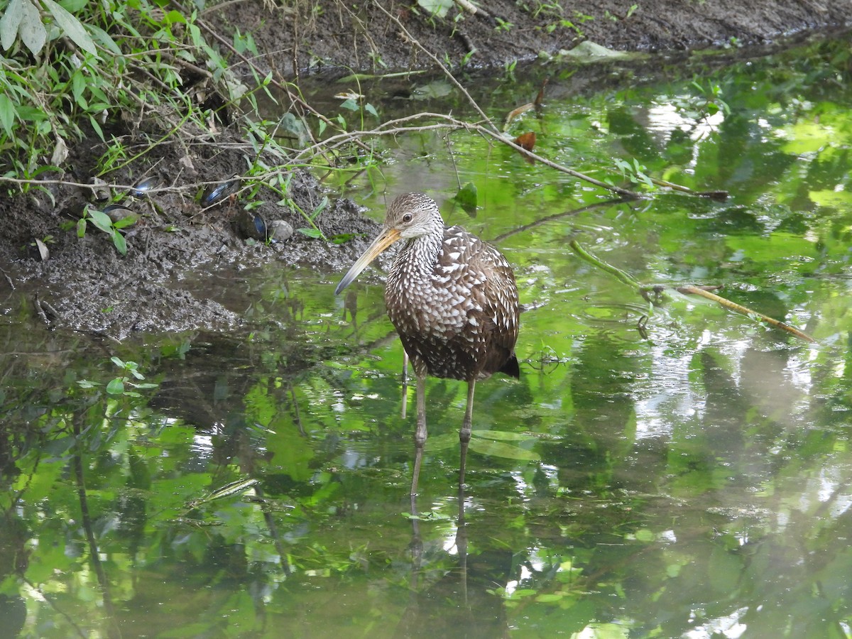 Limpkin - Cindy Franklin