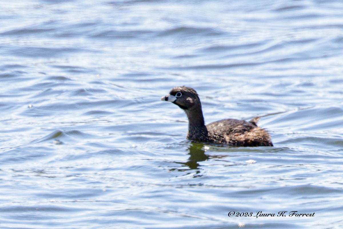 Pied-billed Grebe - ML576947311