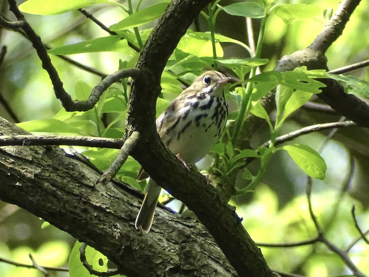 Ovenbird - ML576947681