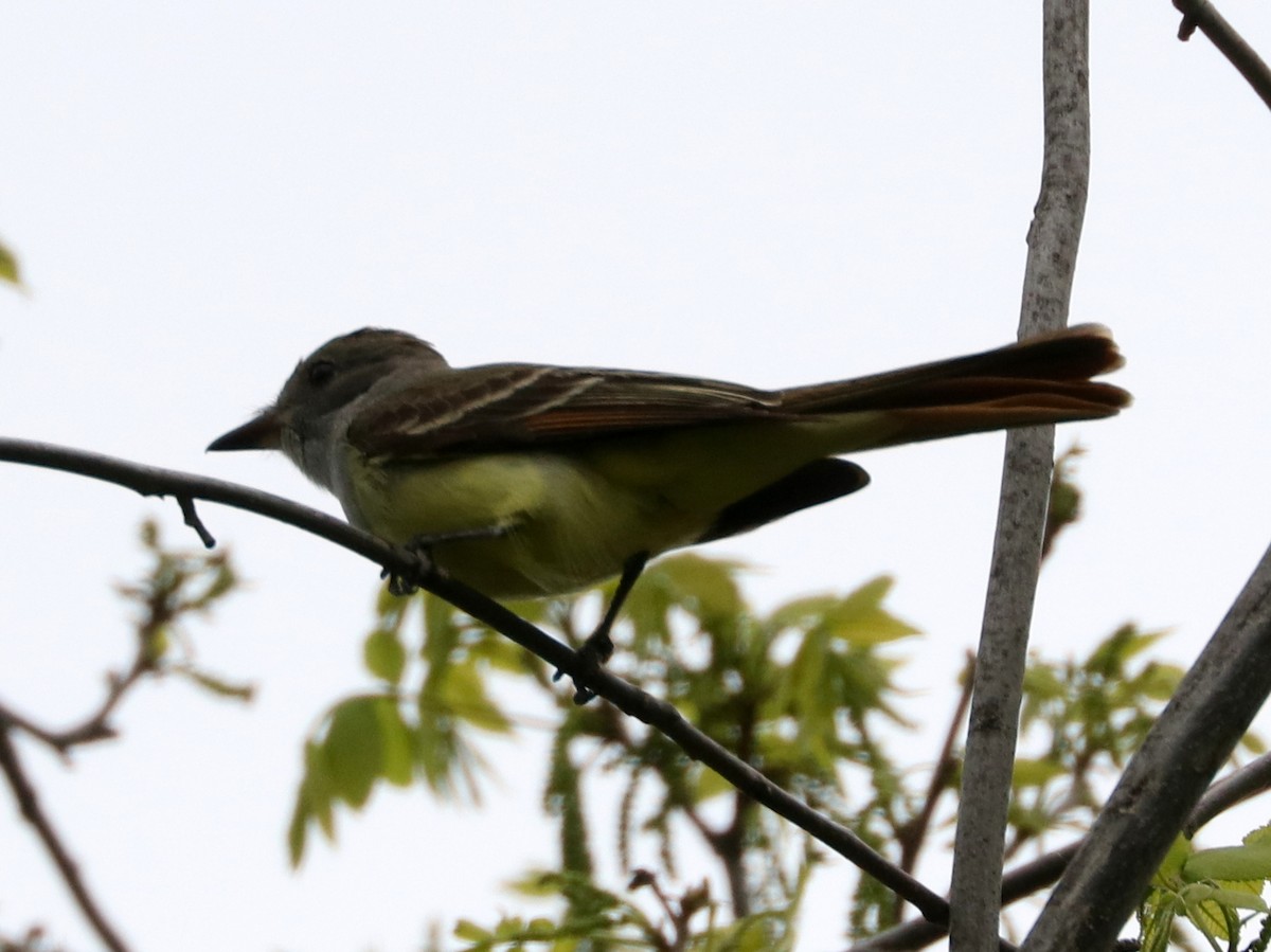 Great Crested Flycatcher - ML576947761