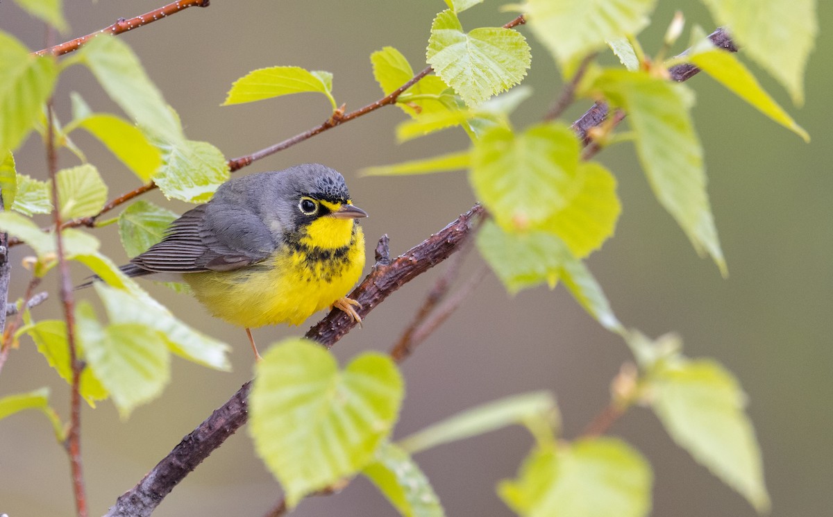 Canada Warbler - ML576948301