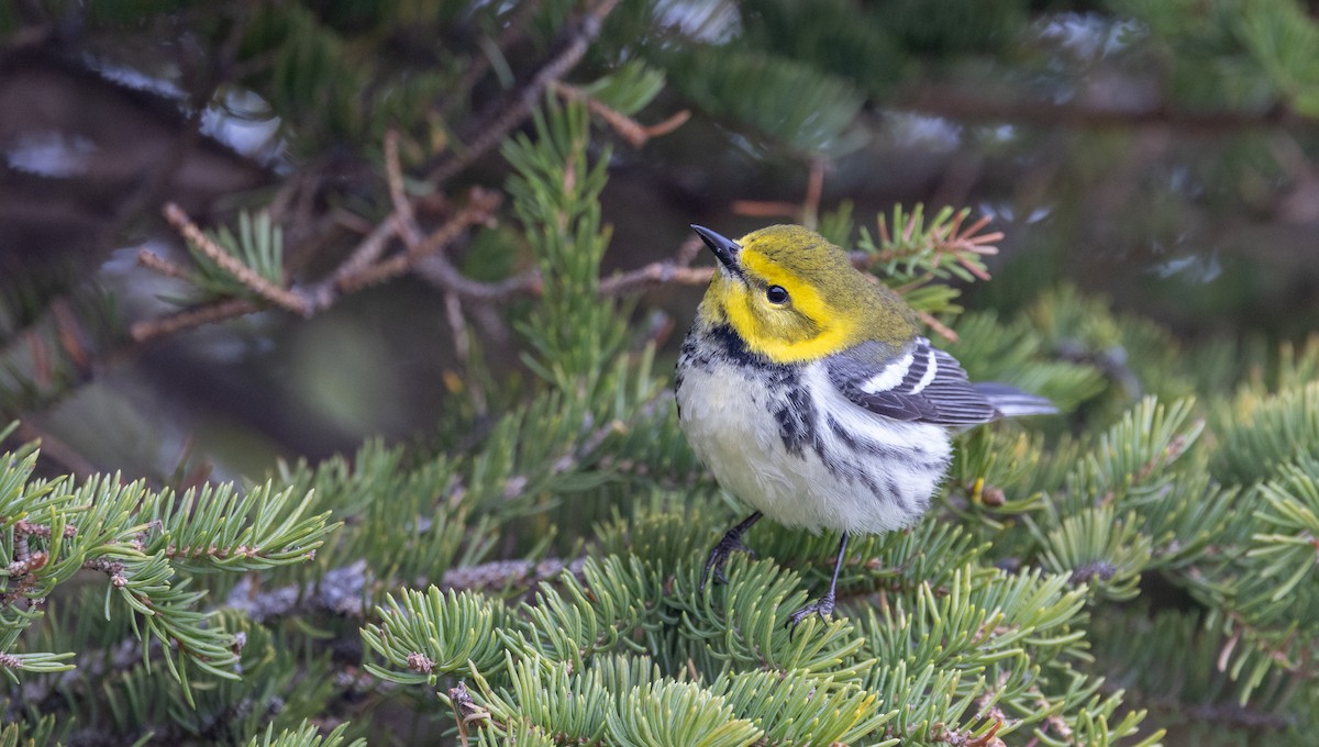 Black-throated Green Warbler - ML576948371