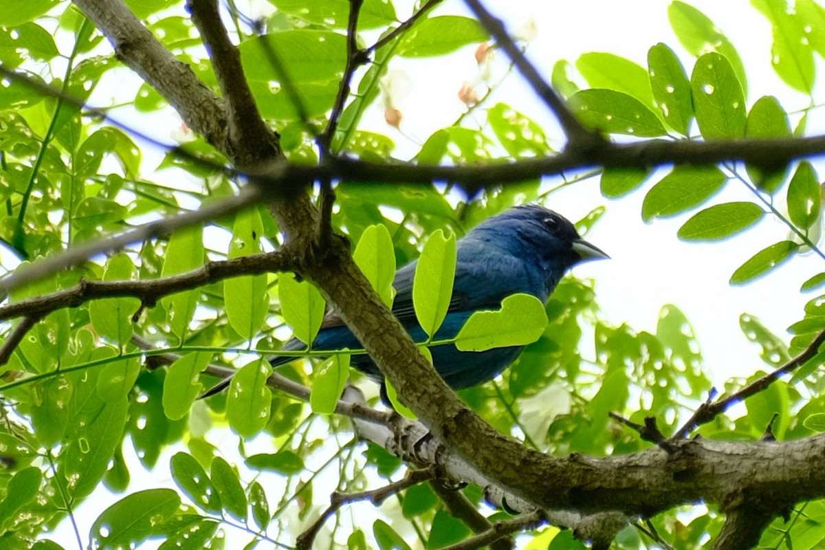 Indigo Bunting - ML576948641