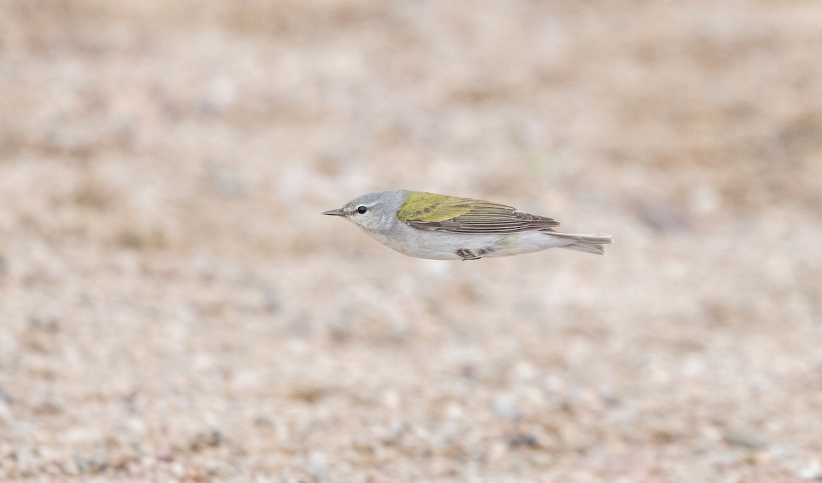 Tennessee Warbler - ML576948911