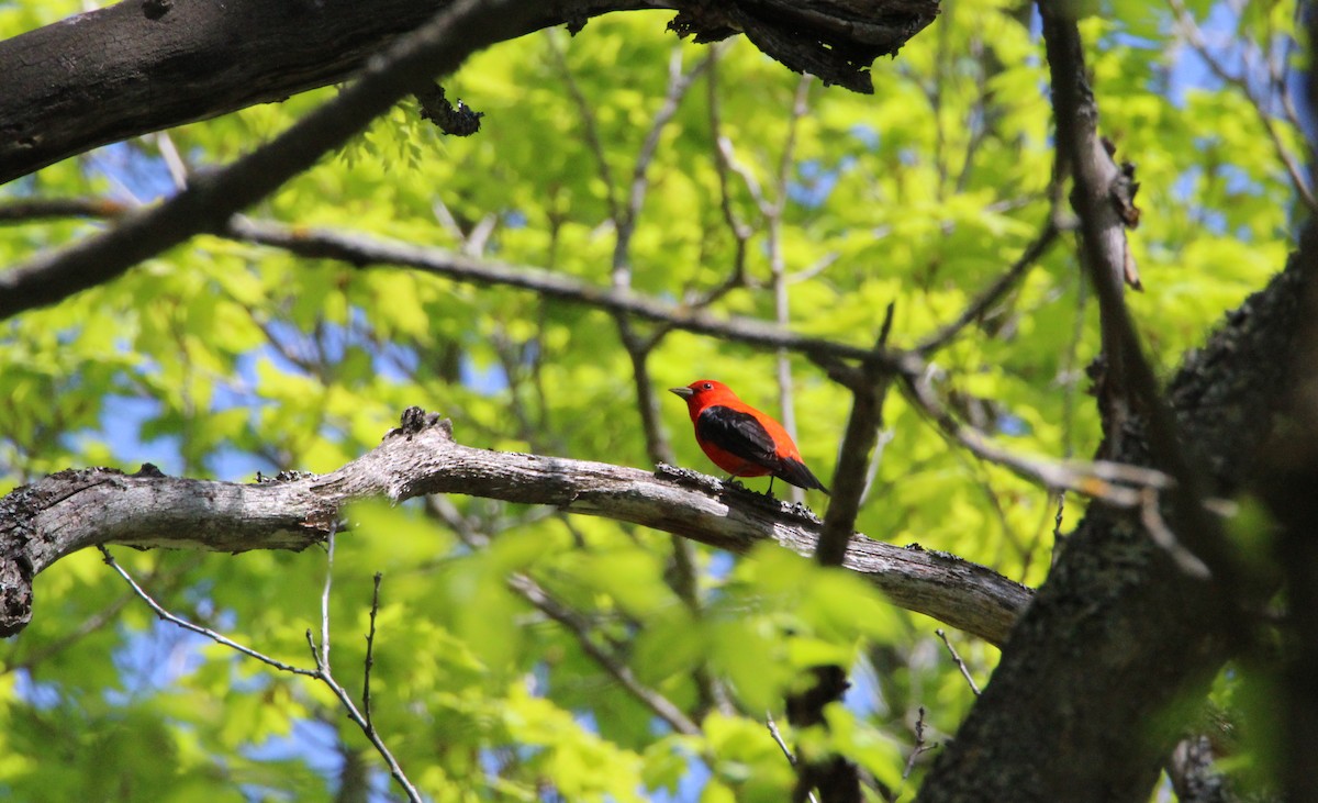 Scarlet Tanager - ML576948971