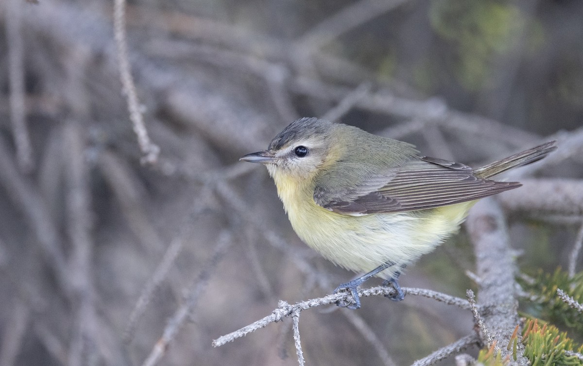 Philadelphia Vireo - ML576949021