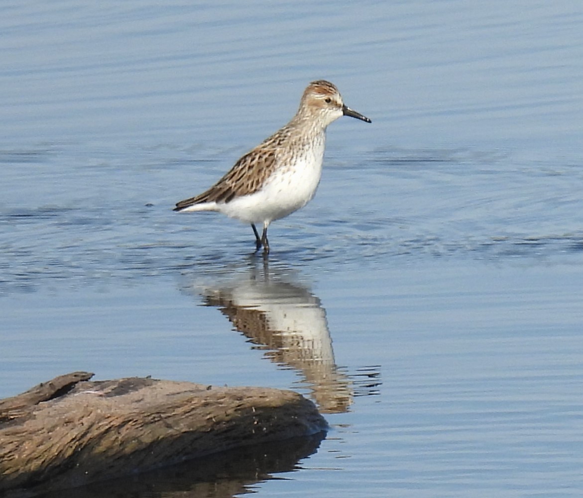 Semipalmated Sandpiper - Bill Pelletier