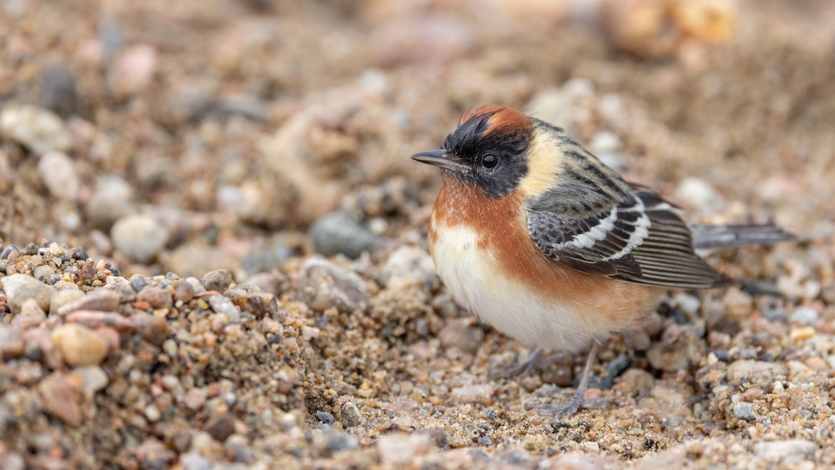 Bay-breasted Warbler - ML576949361