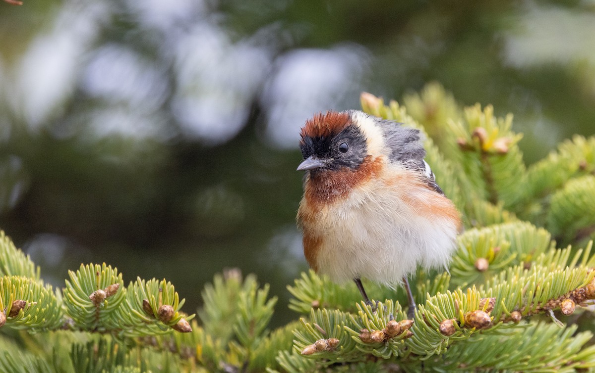 Bay-breasted Warbler - ML576949371