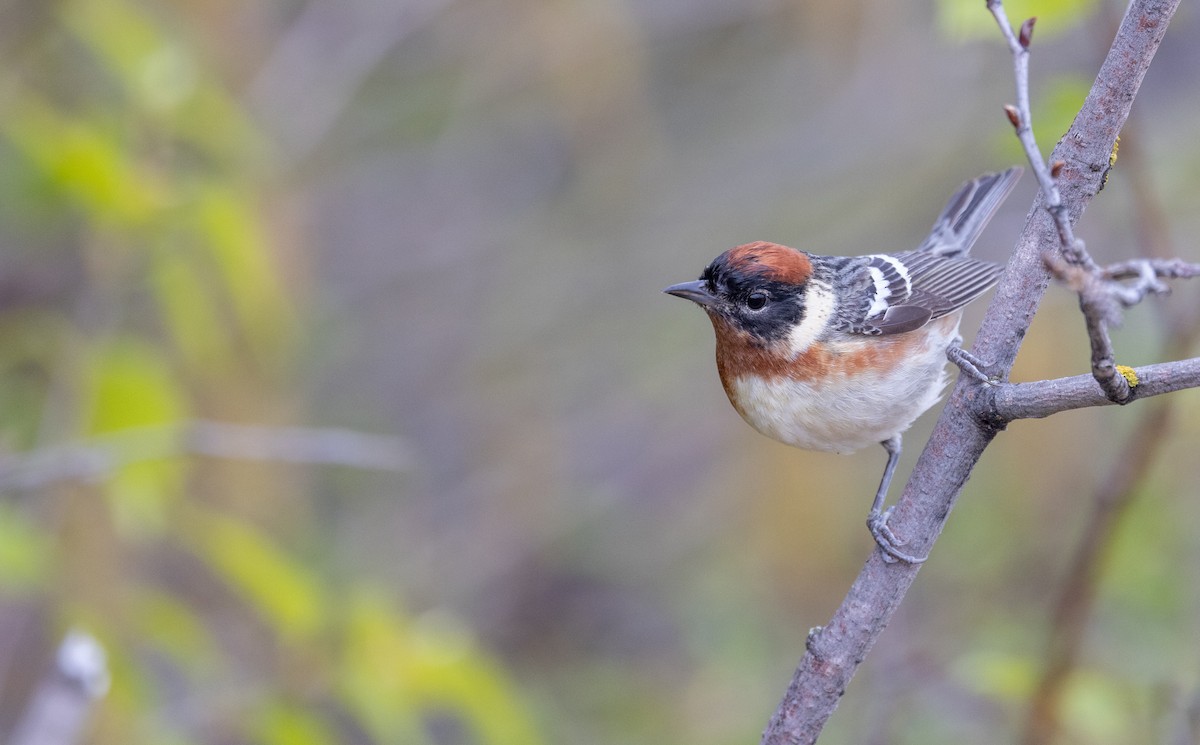 Bay-breasted Warbler - ML576949381