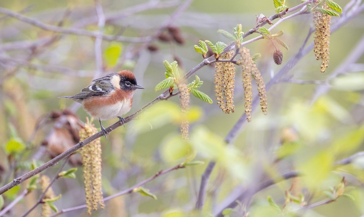 Bay-breasted Warbler - ML576949391