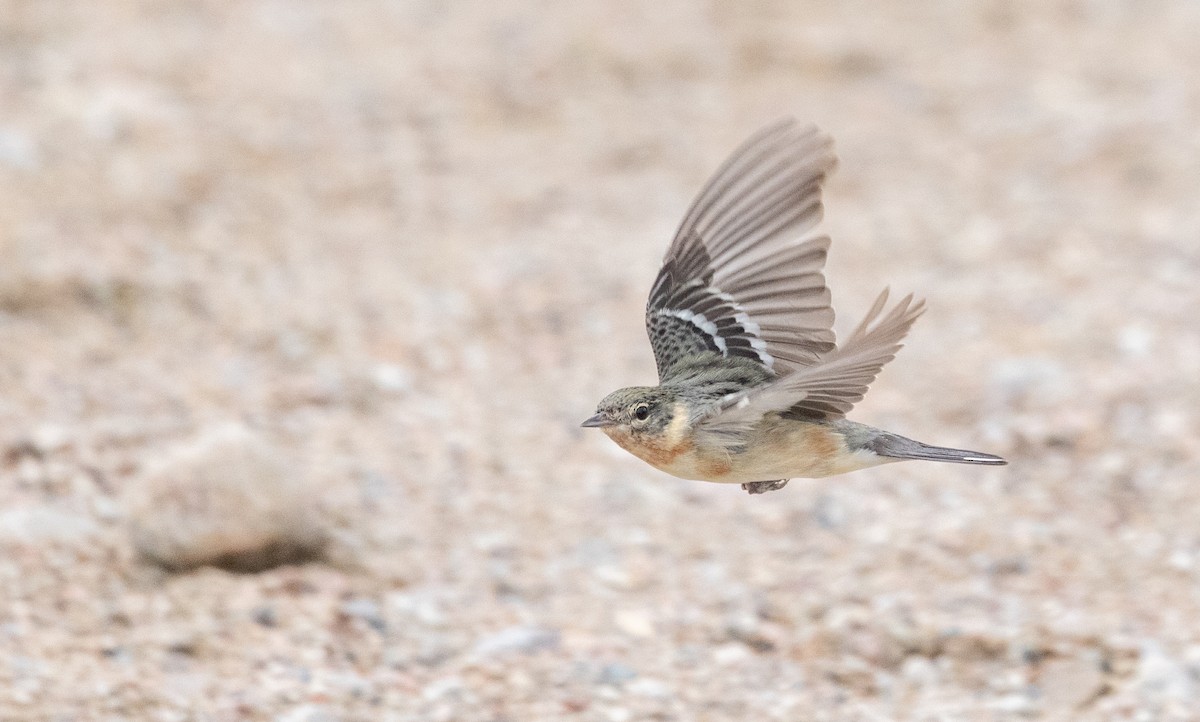 Braunkehl-Waldsänger - ML576950111