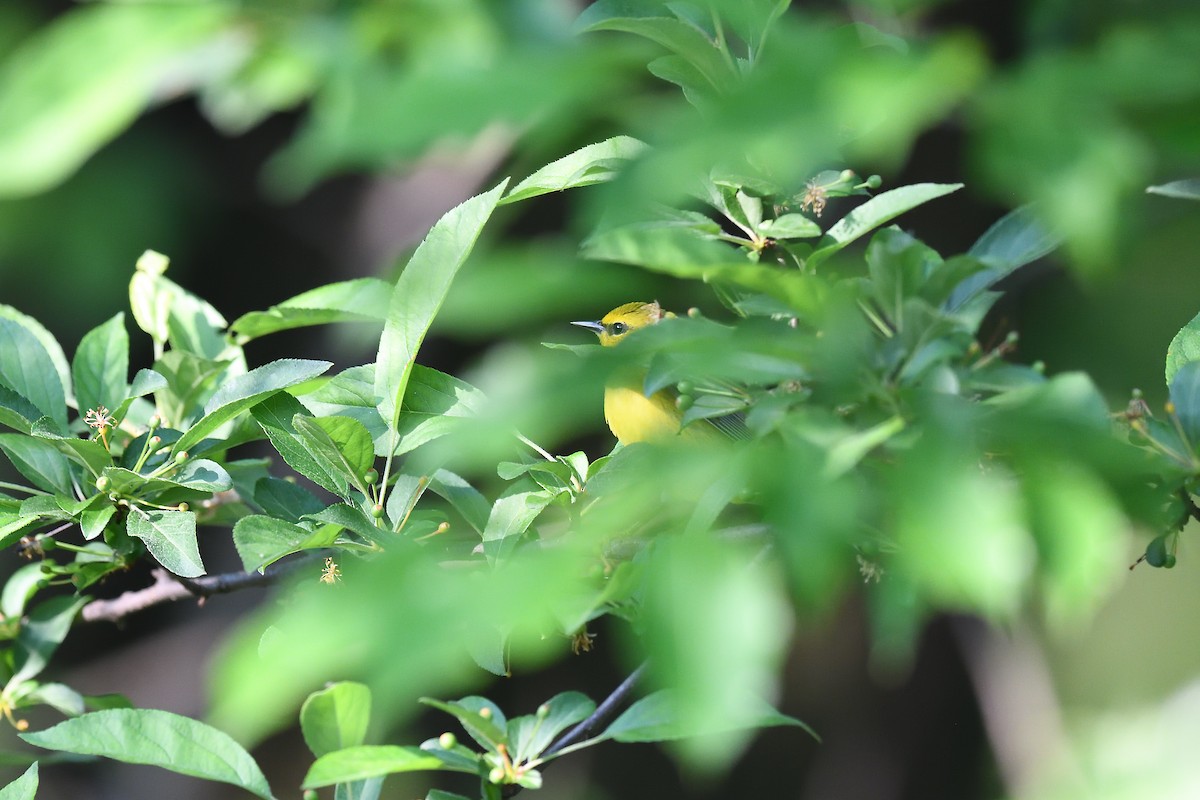 Blue-winged Warbler - ML576950331