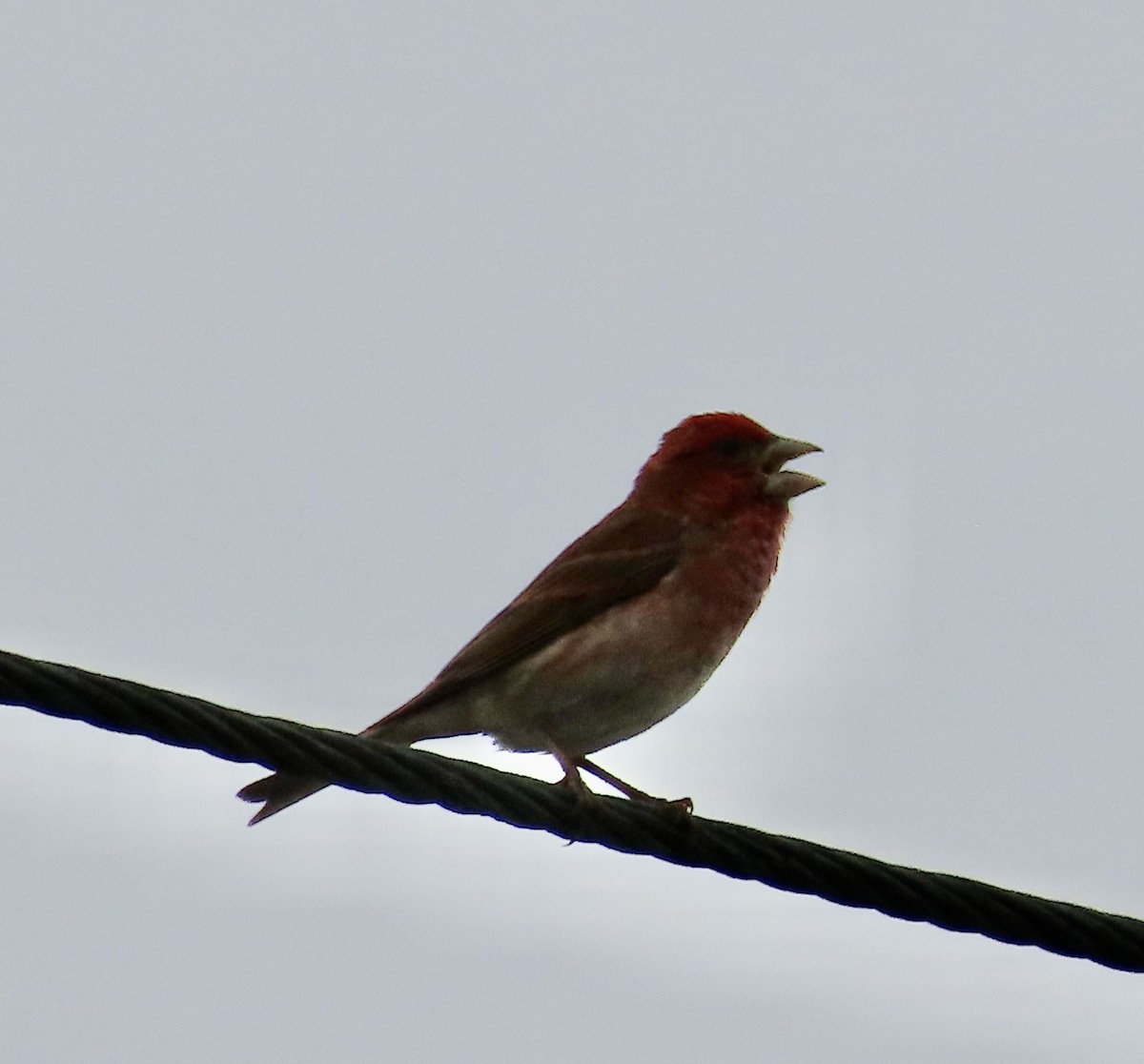 Purple Finch - ML576950681