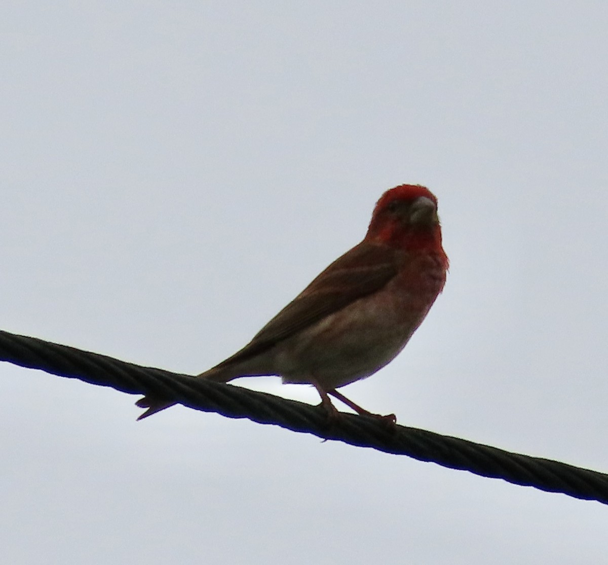 Purple Finch - ML576950691