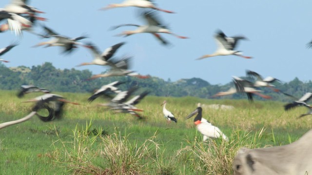 Maguari Stork - ML576951021