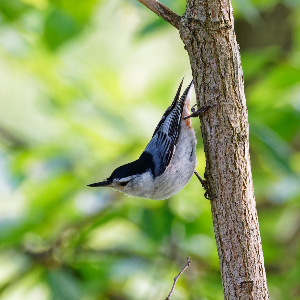 White-breasted Nuthatch - Ruogu Li