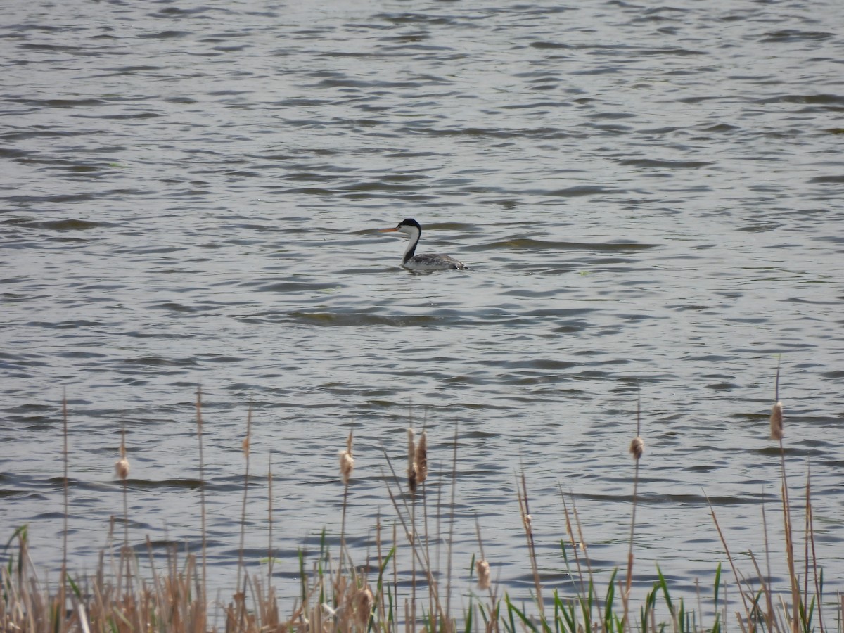 Clark's Grebe - ML576952121