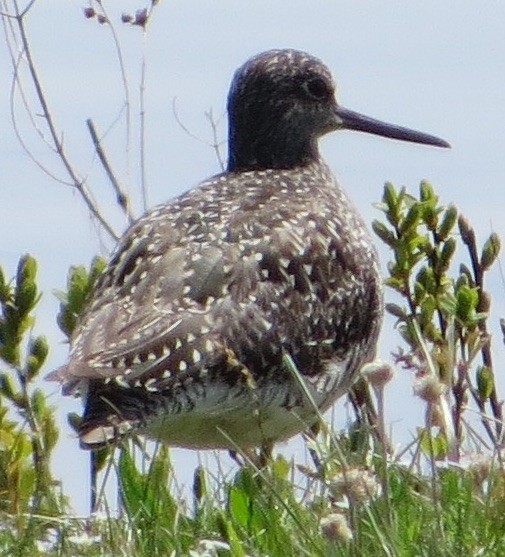 Solitary Sandpiper - ML57695271