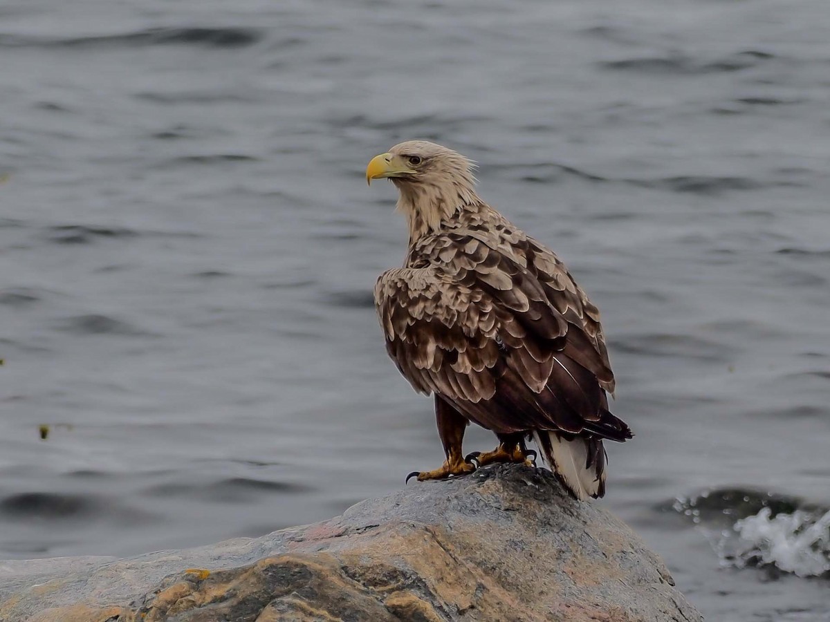 White-tailed Eagle - ML576952771