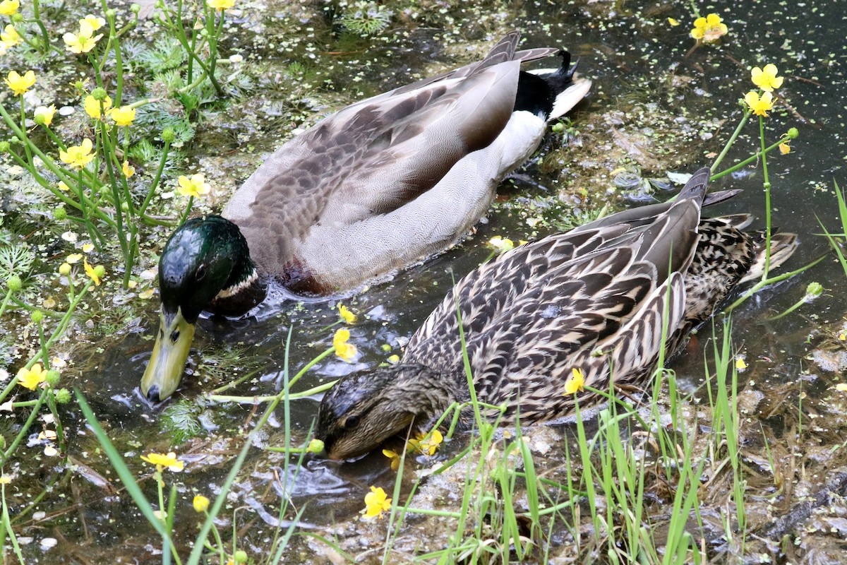 Canard colvert - ML576953091