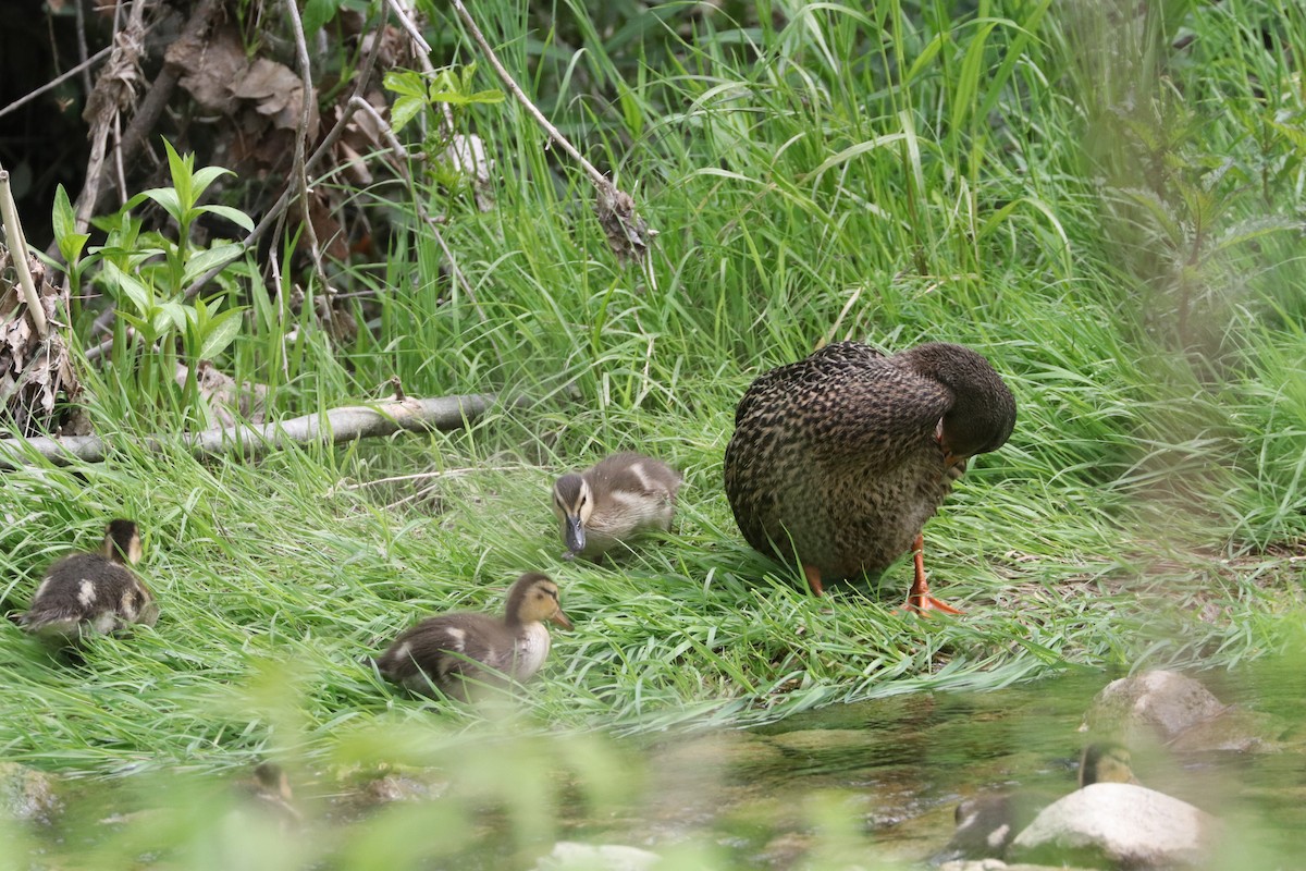 Canard colvert - ML576953281