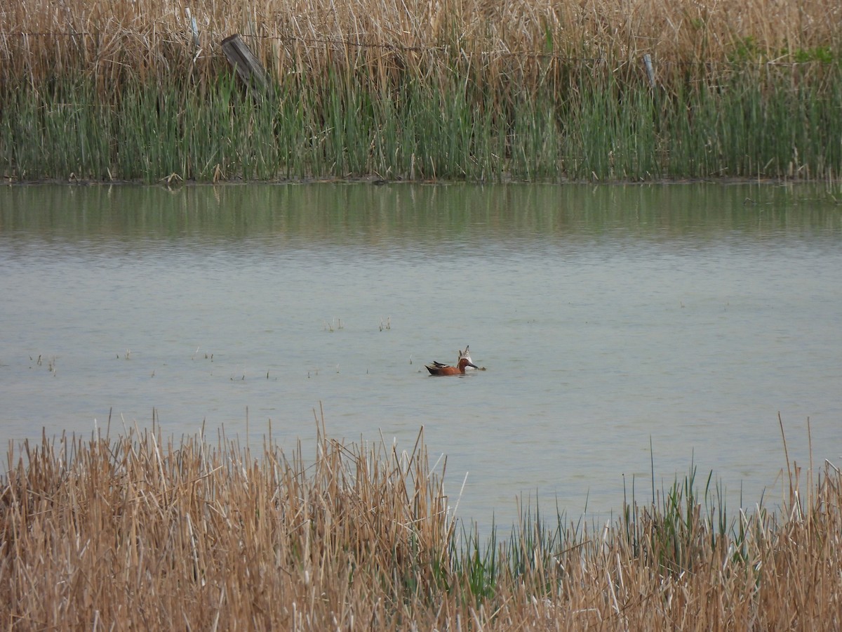 Cinnamon Teal - ML576953791