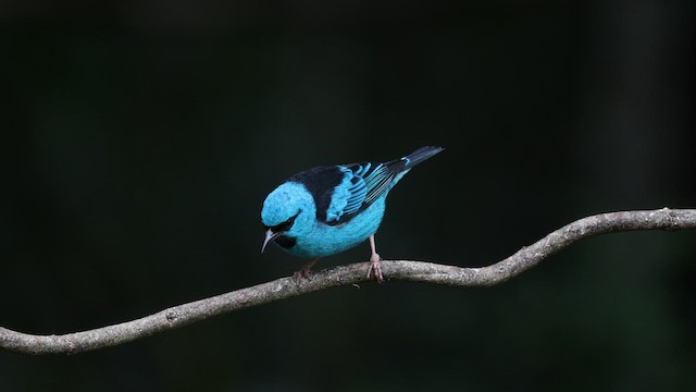 Dacnis bleu - ML576955361