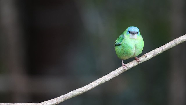 Dacnis bleu - ML576955391