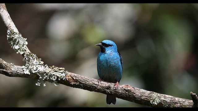 Blue Dacnis - ML576955561