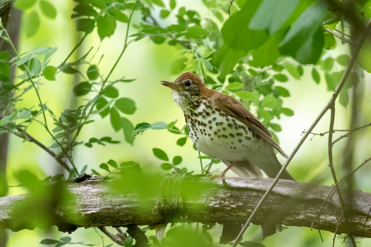 Wood Thrush - ML576955831