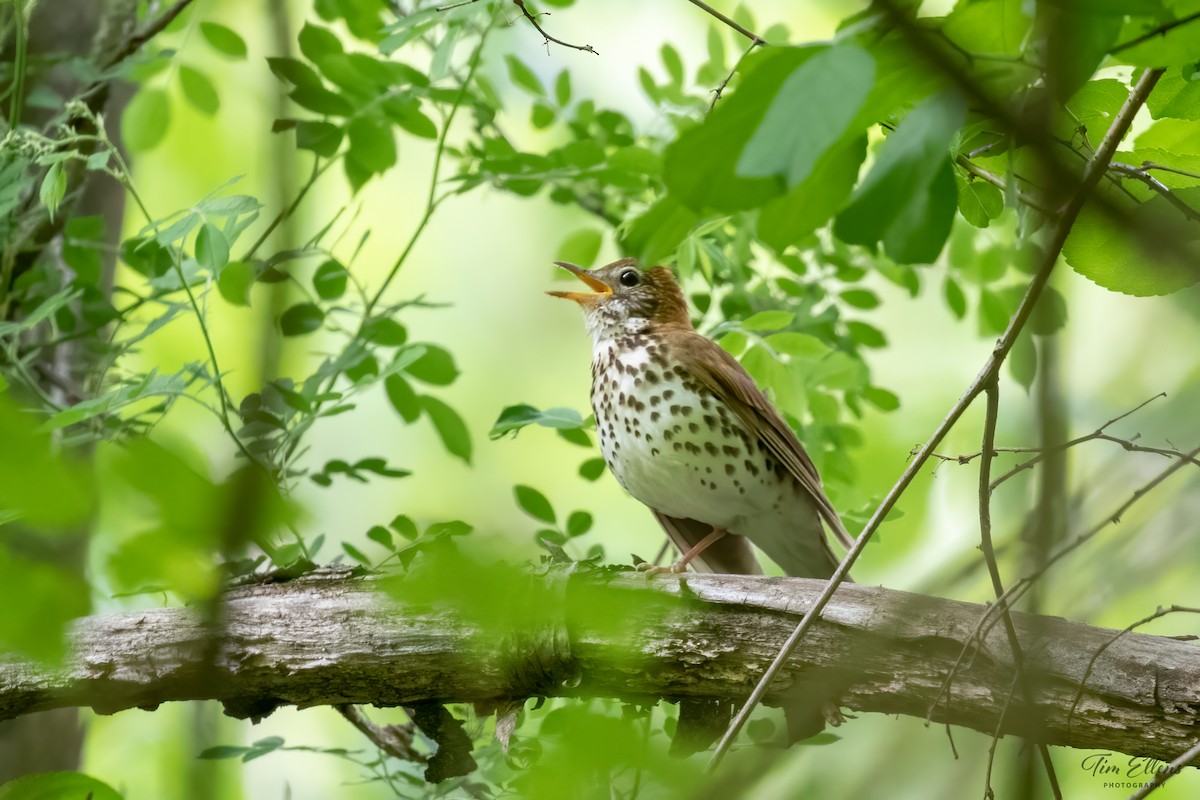 Wood Thrush - ML576955851