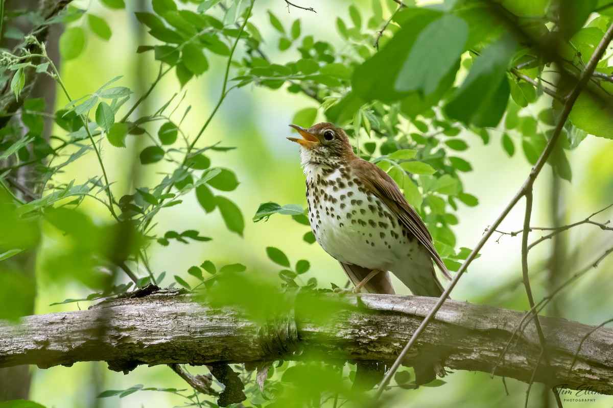 Wood Thrush - ML576955861