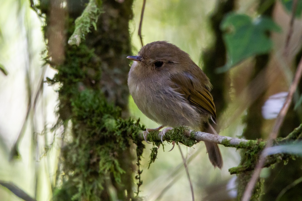 Brown-breasted Pygmy-Tyrant - ML576956491