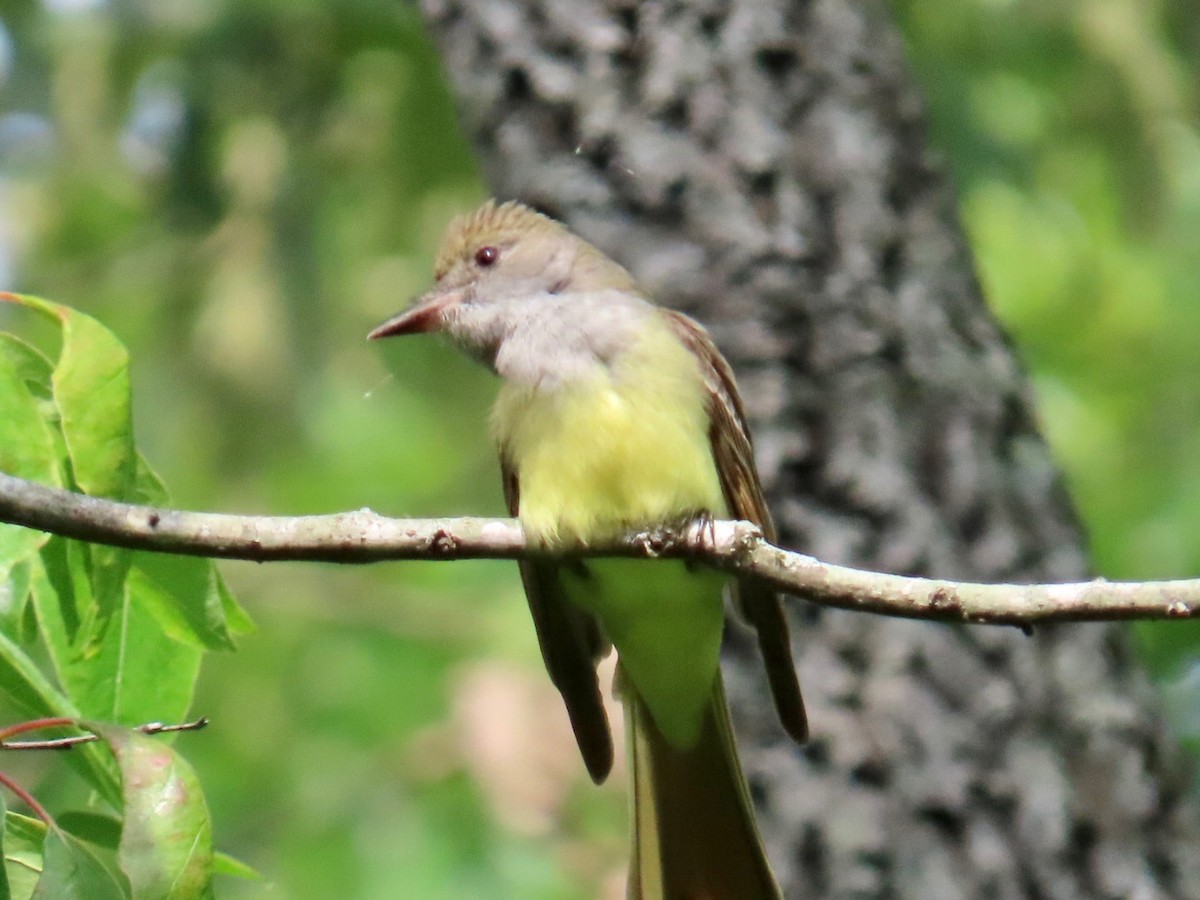 Great Crested Flycatcher - ML576956911