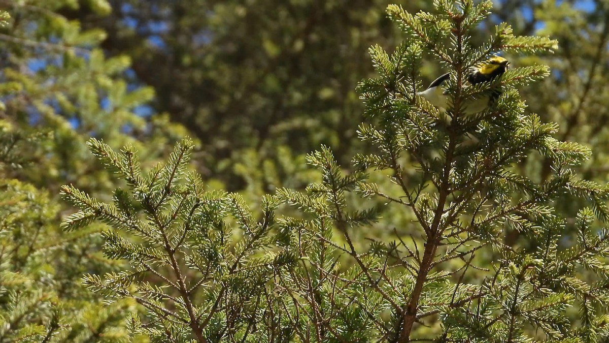 Black-throated Green Warbler - ML576957021