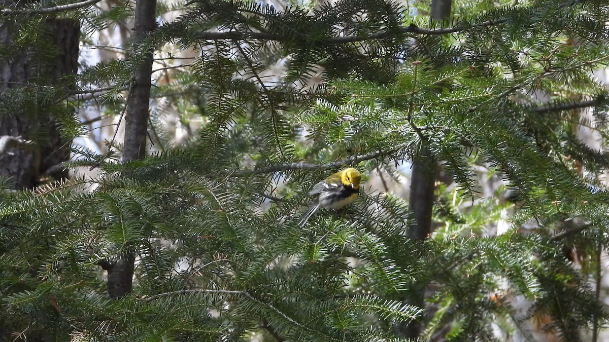 Black-throated Green Warbler - ML576957071