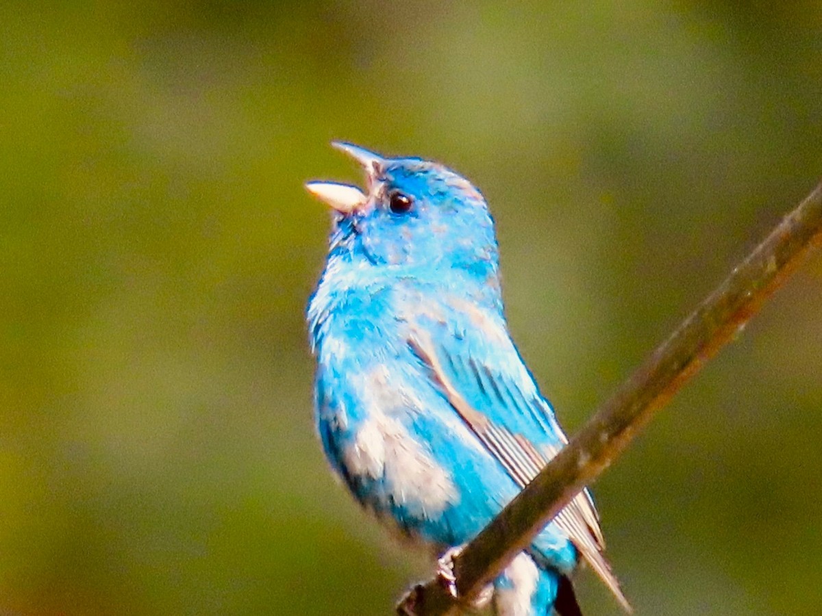Indigo Bunting - ML576957301