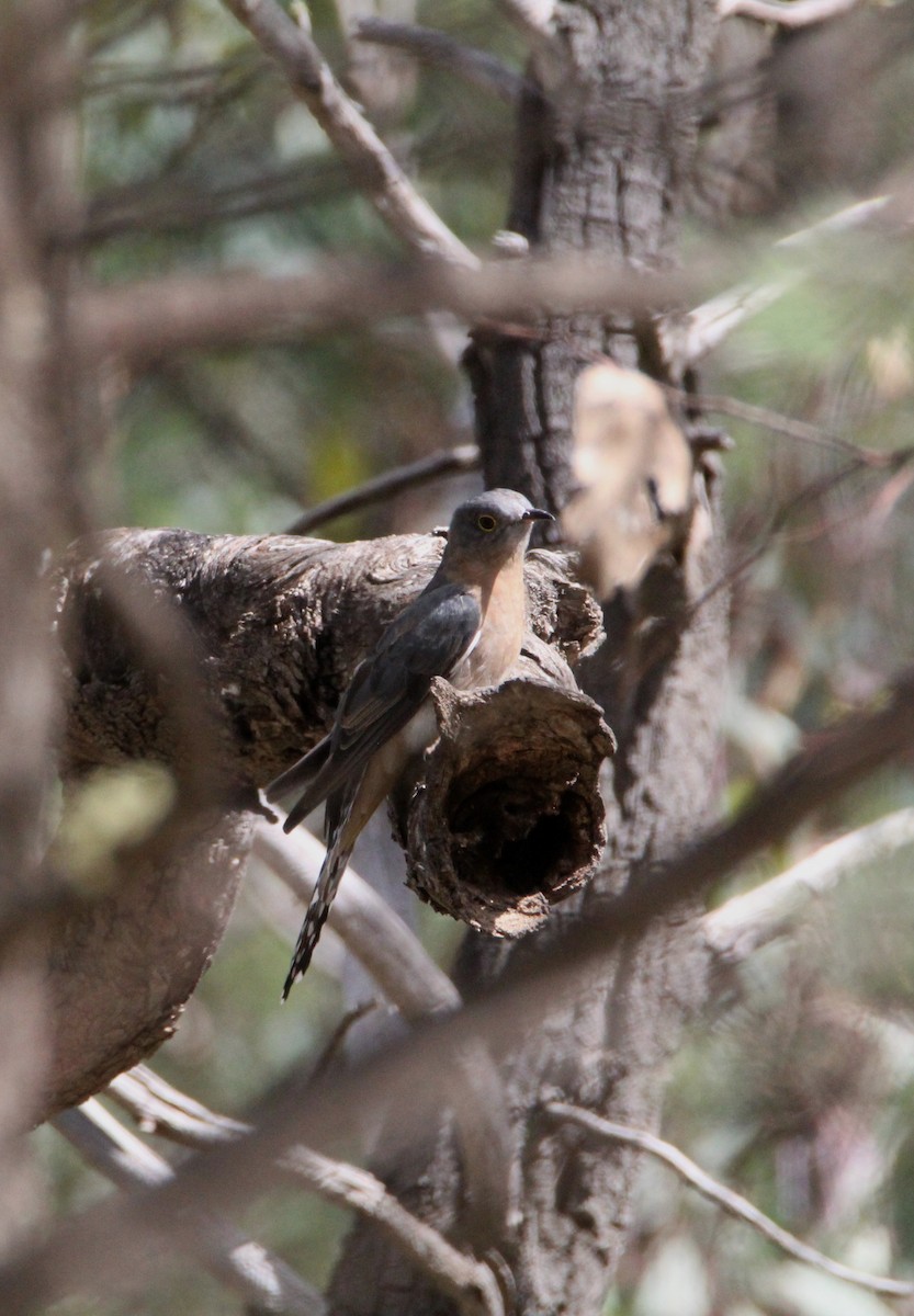 Fan-tailed Cuckoo - ML576957921